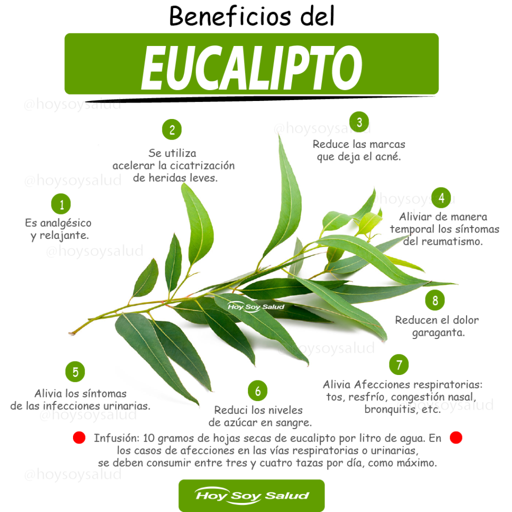 Beneficios Saludables Del Eucalipto Foto Explicativa Hoysoy Net