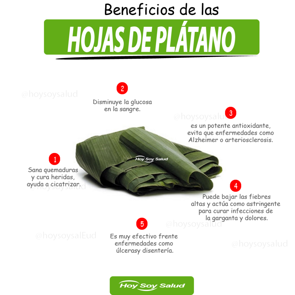 Beneficios de la hoja de plátano ️