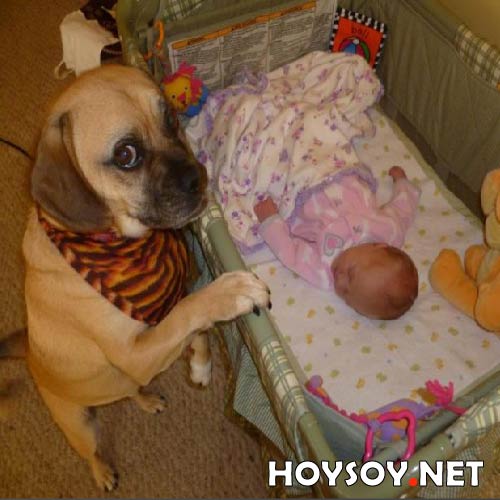 perro cuida al bebe