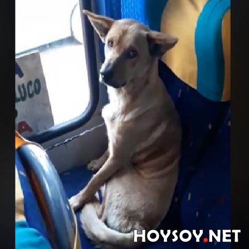 perro protegido del frió