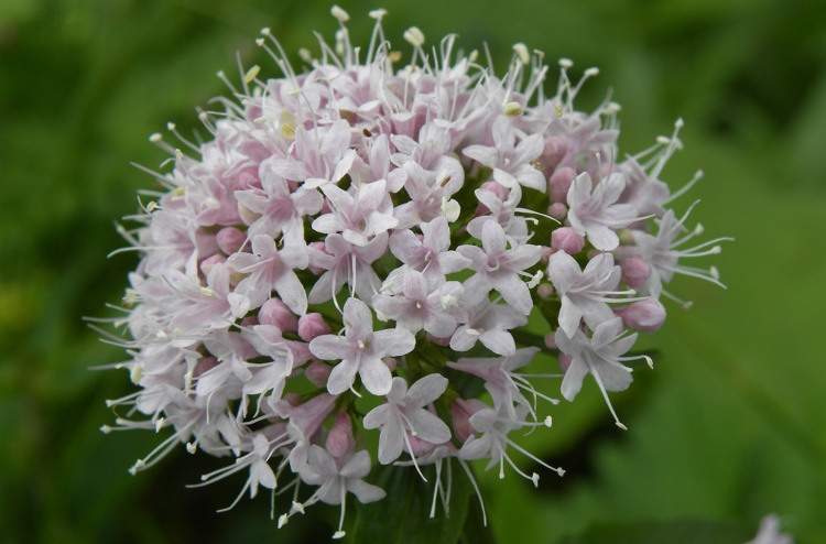 Beneficios de la valeriana