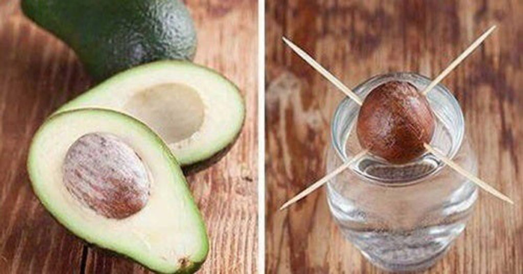 aguacate
