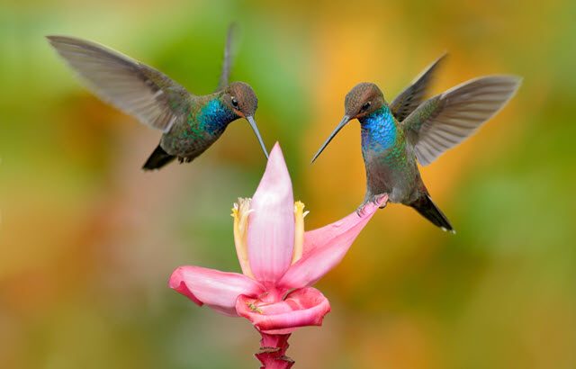 colibríes