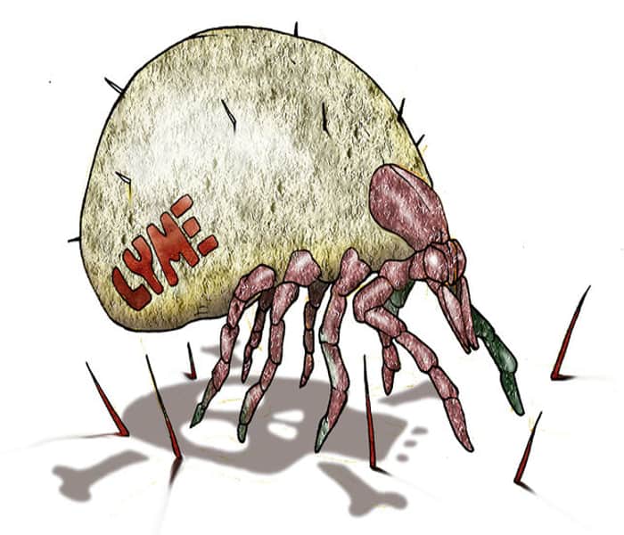 Lyme