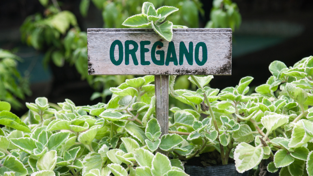 orégano